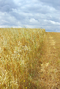 小麦的尖峰耳朵场地种子晴天收割生产谷物国家粮食农村图片