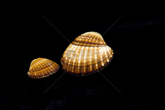 贝壳收藏条纹海上生活珍珠棕色纹理动物牡蛎静物工艺甲壳图片