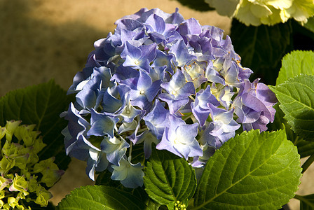紫色 Hydrangea 群集花瓣花卉花坛水平薰衣草色绿色脆弱性纹理宏观叶子图片