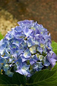 紫色 Hydrangea 群集绿色植物水平蓝色花卉花坛花瓣叶子图案薰衣草色图片