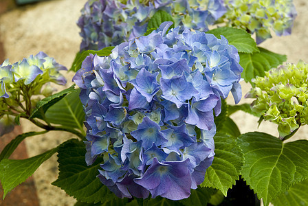 紫色 Hydrangea 群集花瓣花坛叶子植物绿色宏观水平脆弱性蓝色纹理图片
