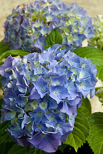 紫色 Hydrangea 群集纹理水平图案叶子宏观蓝色植物薰衣草色花坛花瓣图片