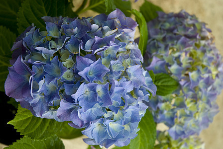 紫色 Hydrangea 群集花卉绿色花坛脆弱性纹理蓝色图案薰衣草色宏观植物图片