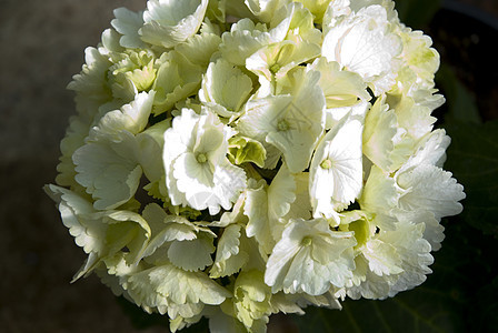 白色Hydrangea 群集蓝色花瓣叶子纹理宏观绿色花坛图案薰衣草色花卉图片