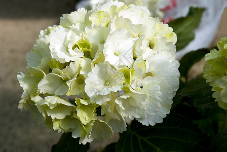 白色Hydrangea 群集宏观脆弱性花瓣薰衣草色水平蓝色叶子图案花卉花坛图片