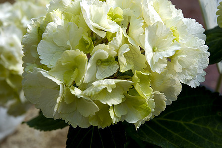 白色Hydrangea 群集绿色图案花瓣纹理叶子宏观水平植物花卉蓝色图片