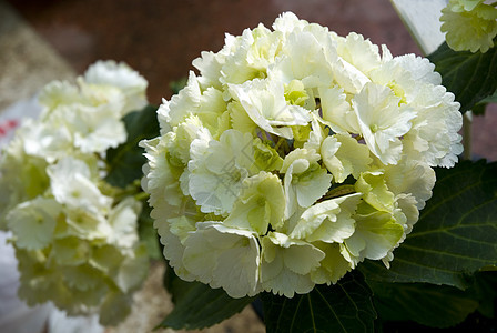 白色Hydrangea 群集绿色紫色蓝色花卉水平花坛脆弱性图案宏观薰衣草色图片