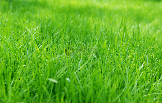 草背景刀片环境绿色植物场地地面草皮植物生长草地繁荣图片