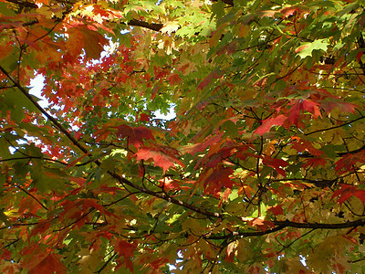 落叶季节植物群叶子绿色黄色红色树叶植物图片