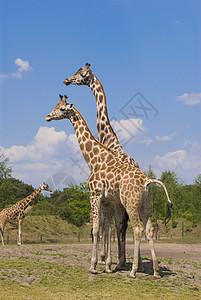 两只罗斯柴尔德长颈鹿动物动物园斑点哺乳动物脖子天空濒危偶数蓝色图片