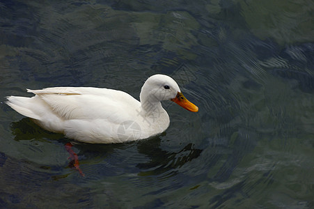 白鸭游泳图片