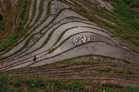 中国广西的稻田图片