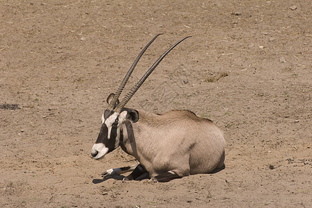 Gemsbok (奥列克斯- 伽兹拉)图片