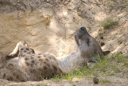 点斑的Hyena或笑的Hyena动物野生动物哺乳动物动物园荒野猎人睡眠红花食肉鬣狗图片