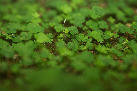 4叶木科洛弗森林三叶草运气植物迷信希望信仰叶子绿色图片