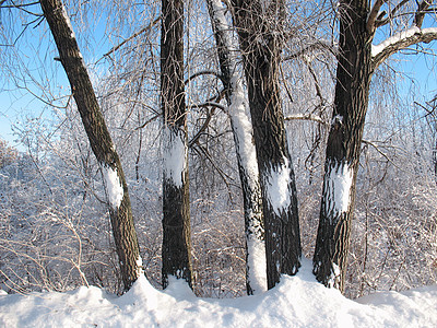 五岁五木头晴天天空季节雪花太阳蓝色雪堆树干漂移图片