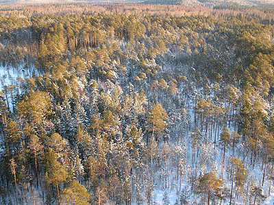 6号荒野树干衬套蓝色灌木丛降雪空气旅行针叶林僵局图片
