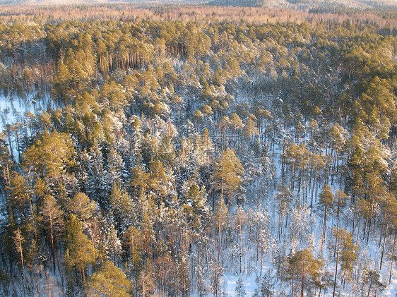 6号荒野树干衬套蓝色灌木丛降雪空气旅行针叶林僵局图片