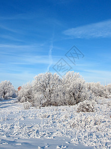 森林太阳天空城市季节木头晴天降雪温度漂移雪花图片