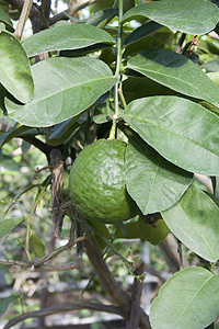 绿色柠檬收成食物苔藓水果落叶维生素叶子电缆树叶丛林图片