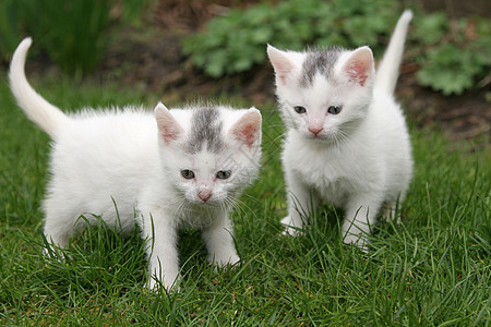 两只白猫毛皮哺乳动物胡须婴儿动物猫咪猫科小猫青年图片