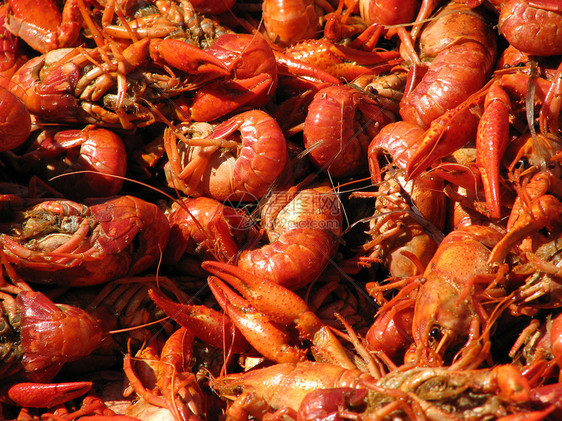 Crawfish 鱼群扩大图片