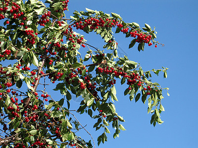 树上的红樱桃红色食物花园蓝色叶子收成天空绿色树叶图片