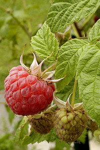草莓 成熟了收成甘蔗花园红色浆果投标园艺生长植物水果图片
