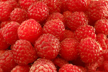 开阔草莓园艺花园水果植物投标浆果收成钩子水平宏观图片