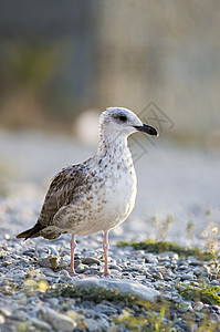 海鸥白色航班动物飞行羽毛鸟类海滩海岸生物学灰色图片
