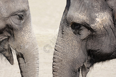 大象说话耳朵皱纹哺乳动物幸福运气力量鼻子白色动物皮肤图片