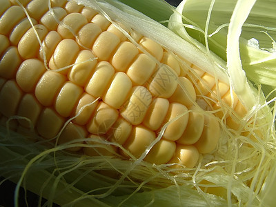 玉米鳕绿色玉米黄色棒子黄油蔬菜背景图片