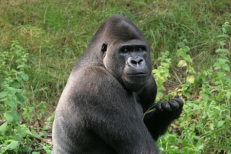 银背大猩猩野生动物人猿猴子哺乳动物肌肉男性灵长类黑色动物图片