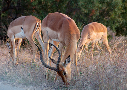 Impala 埃菲塞罗斯梅兰普斯羚羊日落荒野动物男性野生动物火星动物群图片