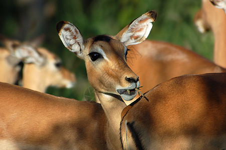 Impala 埃菲塞罗斯梅兰普斯男性动物生态火星日落野生动物动物群荒野羚羊图片