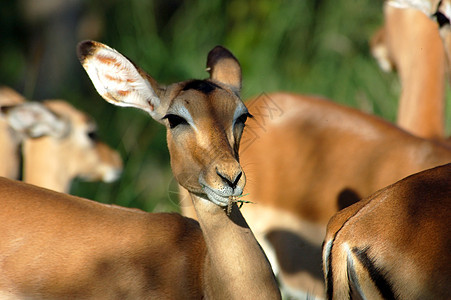 Impala 埃菲塞罗斯梅兰普斯动物群日落男性野生动物火星生态荒野羚羊动物图片