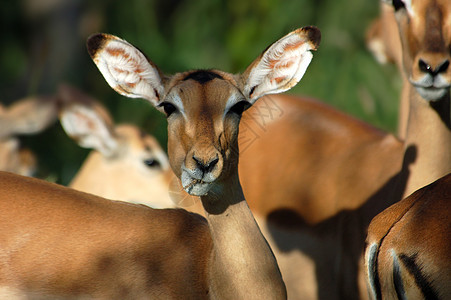 Impala 埃菲塞罗斯梅兰普斯动物群男性动物野生动物火星日落生态荒野羚羊图片