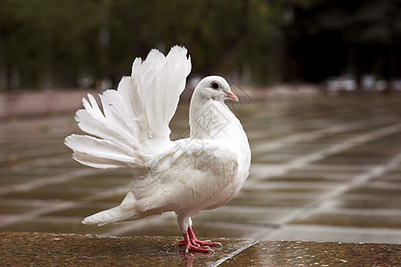 白鸽子动物翅膀羽毛寓言场景鸽子飞行图片
