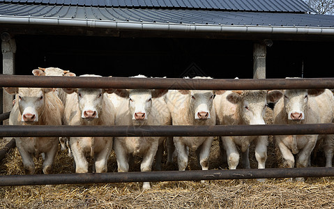 白奶牛小牛农业动物田园母牛牛肉黑色乡村牧场农场图片