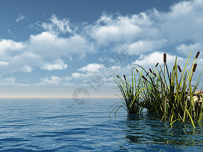 瑞发芦苇海岸天空植物湿地海洋沼泽插图环境波浪图片