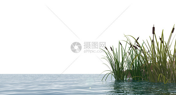 瑞发薄雾池塘芦苇白色海洋波浪生活植物群插图湿地图片