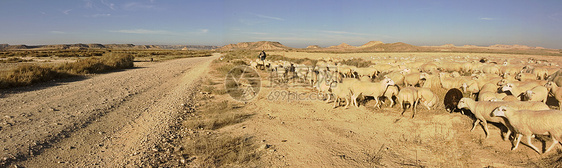 绵羊场地孤独寂寞土地羊毛动物农业思考沙漠自然图片