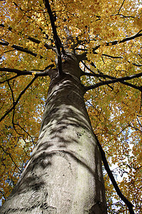 树树尖树叶硬木红色灰色叶子植物黄色绿色阔叶图片