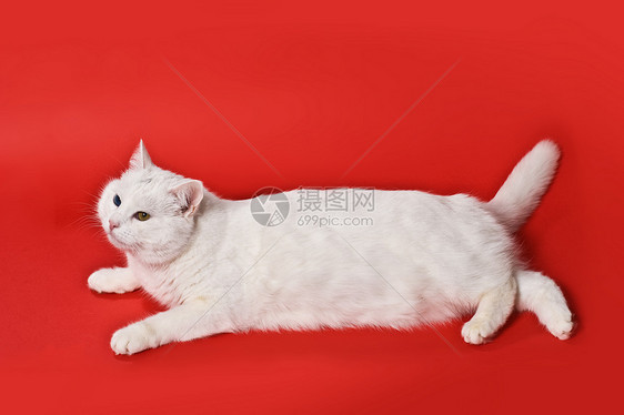 白猫小猫宠物晶须乐趣白色头发家畜红色图片