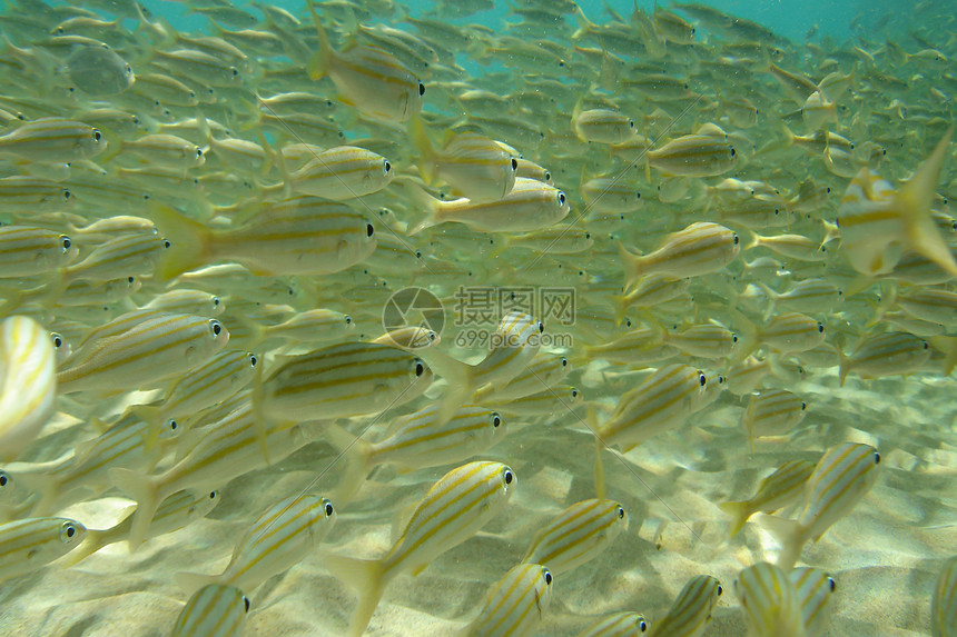 鱼类浅滩潜水浮潜鱼群游泳团体野生动物海洋生物海洋图片