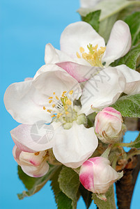 苹果花植物白色天空花园季节性图片