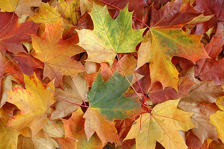 秋叶衬套公园棕色树木森林红色黄色叶子树叶季节图片