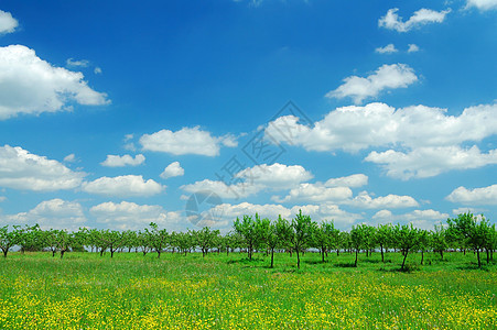春边花朵草地晴天天空农村牧场国家绿色乡村图片