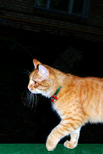 橘黄色黑色宠物动物高清图片
