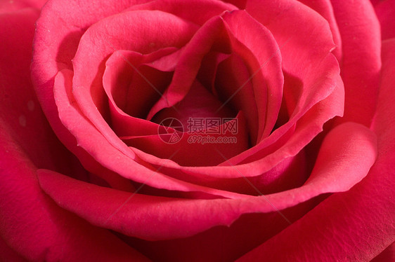 近身粉红色玫瑰花瓣展示浪漫宏观露水红色礼物图片